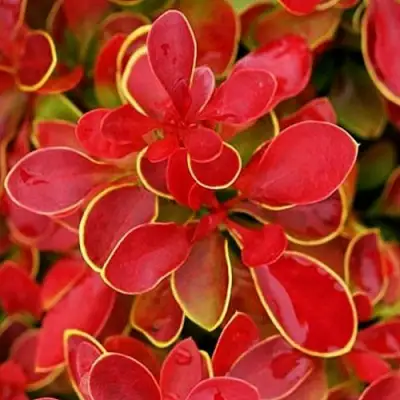 Барбарис КОРАЛ тунберга в Витебске