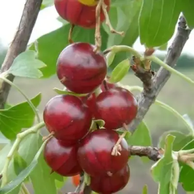 Смородина золотистая КЛЮКВЕННАЯ в Витебске