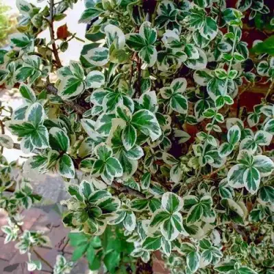 Бересклет ВАРИЕГАТУС форчуна в Витебске