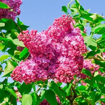 Сирень КРАСНАЯ МОСКВА в Витебске