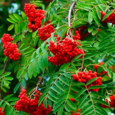 Рябина ПЛАКУЧАЯ сладкоплодная в Витебске