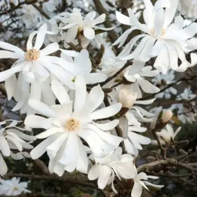 Магнолия РОЯЛ СТАР в Витебске