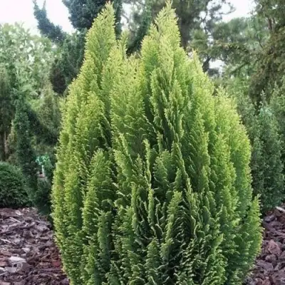 Кипарисовик ЭЛВУДИ ЭМПАЙР лавсона в Витебске