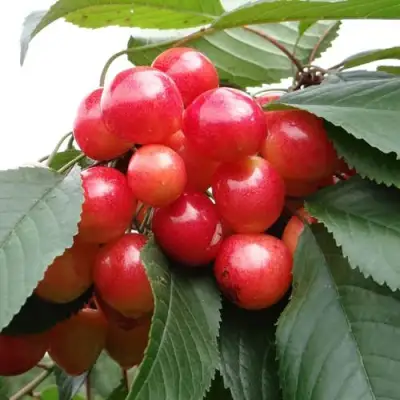 Черешня ГАСТИНЕЦ в Витебске