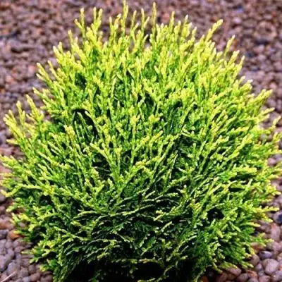 Туя ВОТЕРФИЛД западная в Витебске