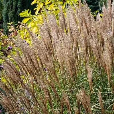 Мискантус КЛЯЙН СИЛЬБЕРСПАЙН китайский  в Витебске