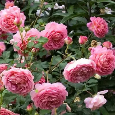 Роза ДЖУБИЛИ СЕЛЕБРЕЙШН английская в Витебске