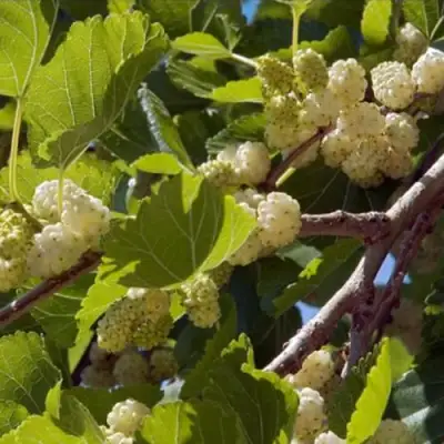 Шелковица БЕЛАЯ АЛЬБА в Витебске