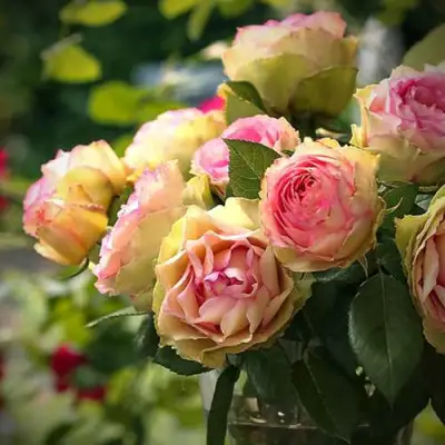 Роза ПИТАХАЙЯ чайно-гибридная в Витебске