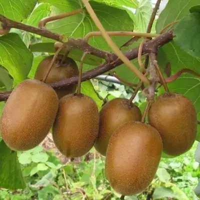 Актинидия ХЕЙВАРД киви в Витебске