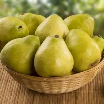 Груша ВИЛИЯ в Витебске