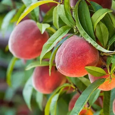 Персик РЕД ХЕВЕН в Витебске