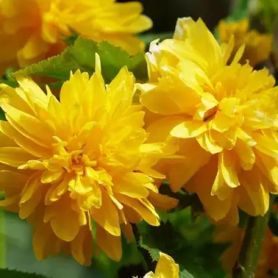 Керрия японская АУРЕОВАРИЕГАТТА в Витебске