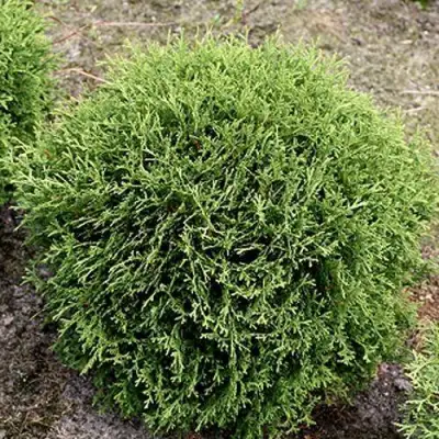 Туя ТИНИ ТИМ западная в Витебске