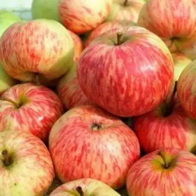 Яблоня РАНЕТКА (КОРОБОВКА) в Витебске