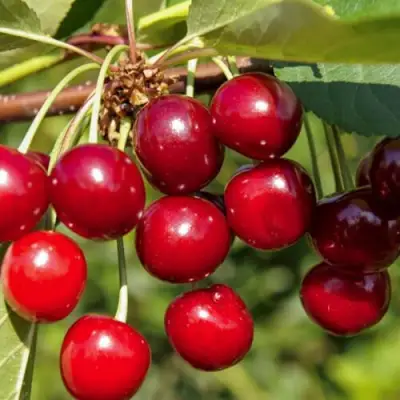 Вишня ЛЮБСКАЯ в Витебске