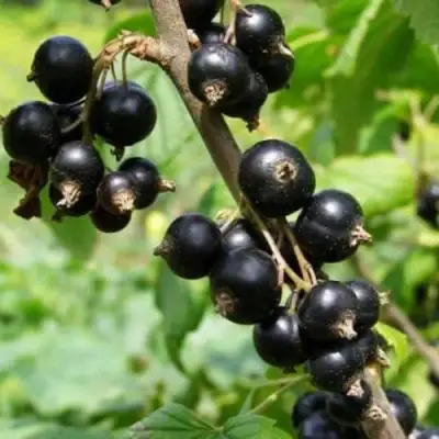 Смородина черная ВОЛОГДА в Витебске