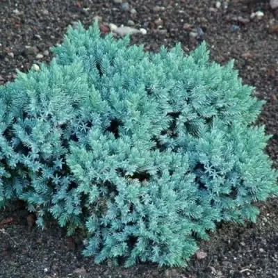 Можжевельник БЛЮ СТАР чешуйчатый в Витебске