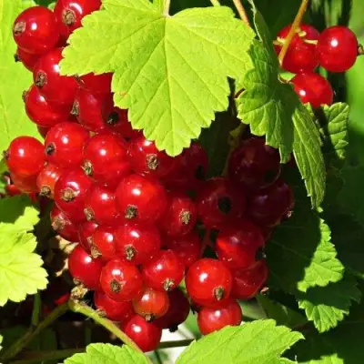 Смородина красная ГАЗЕЛЬ в Витебске