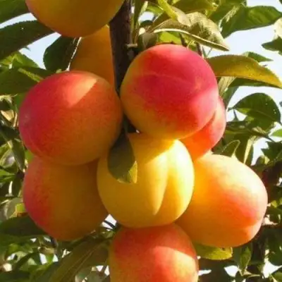 Слива ВЕТРАЗЬ-2 в Витебске