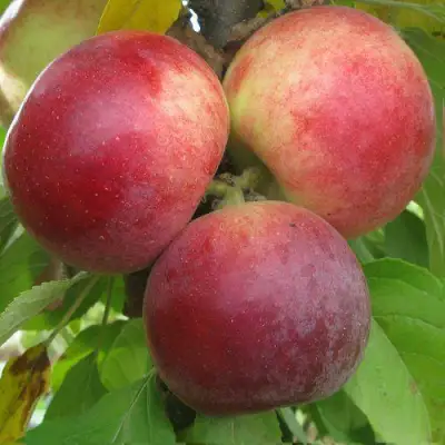 Яблоня БАЛЕРИНА ФЛАМЕНКО колонновидная  в Витебске