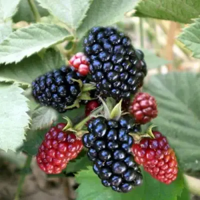 Ежевика ОРКАН бесшипная  в Витебске