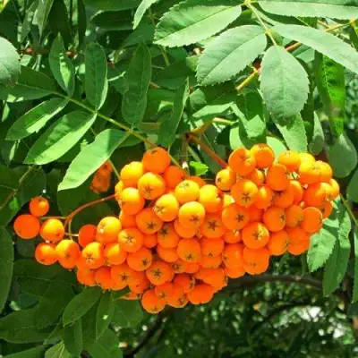 Рябина ДИРКЕНИ ЖЁЛТАЯ  сладкоплодная в Витебске