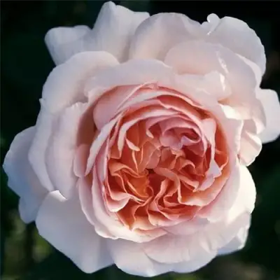 Роза АНДРЕ ЛЕ НОТР чайно-гибридная в Витебске