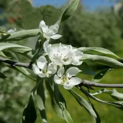 Груша ИВОЛИСТНАЯ в Витебске