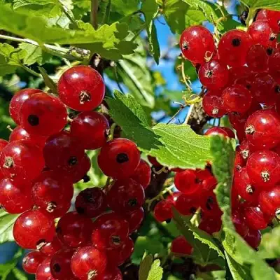 Смородина красная НЕНАГЛЯДНАЯ в Витебске