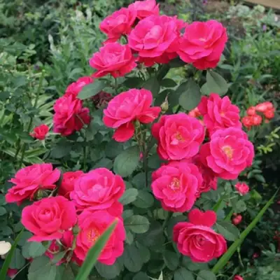 Роза ДЖОРДЖ ВАНКУВЕР флорибунда в Витебске