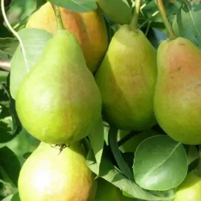 Груша ЛИРА в Витебске