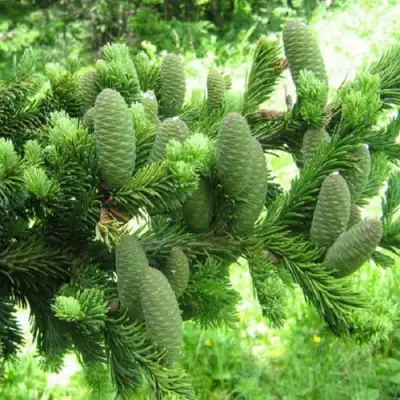 Пихта белая в Витебске