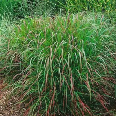 Просо РЕБРАУН прутьевидное в Витебске