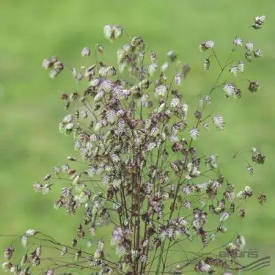 Трясунка средняя в Витебске