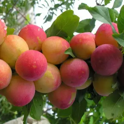 Слива СКОРОПЛОДНАЯ в Витебске