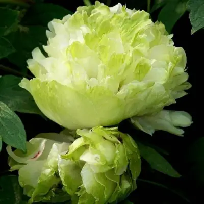 Пион ЗЕЛЕНЫЙ ШАР древовидный в Витебске