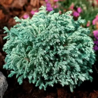 Кипарисовик БЕБИ БЛЮ горохоплодный в Витебске