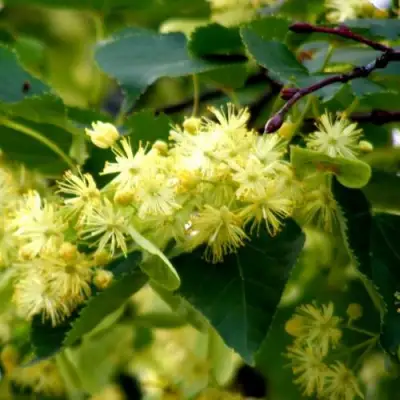 Липа сердцевидная в Витебске