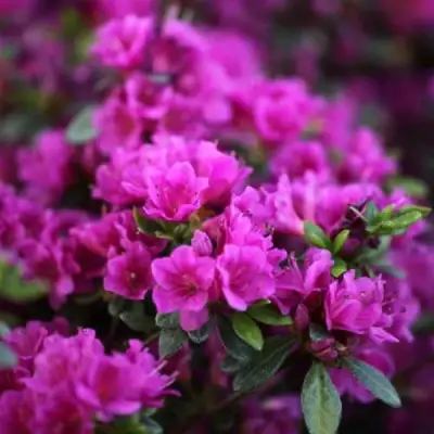 Азалия ГЕЙША ПЕРПЛ японская в Витебске