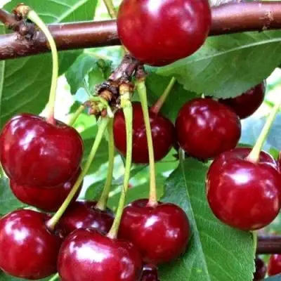 Дюк ШПАНКА ДОНЕЦКАЯ в Витебске