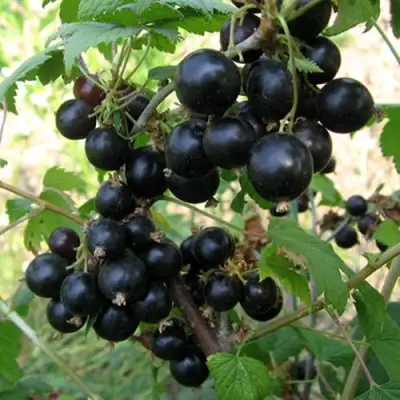 Смородина чёрная ШАРОВИДНАЯ в Витебске