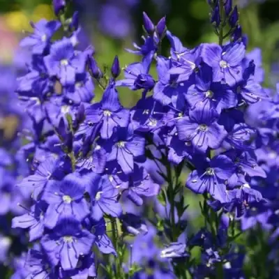 Вероника австрийская в Витебске