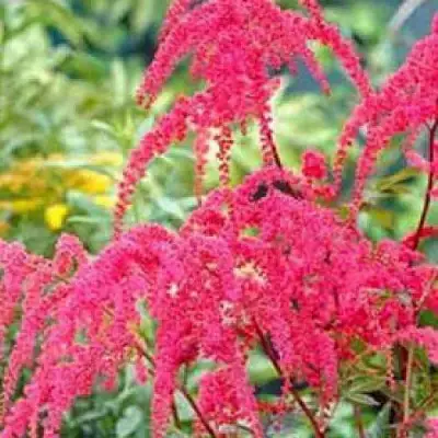 Астильба РЕД ЧАРМ Арендса в Витебске