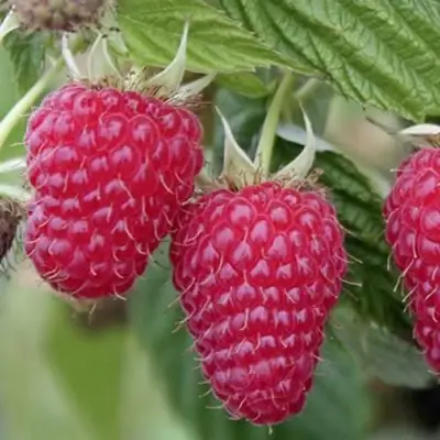 Малина ТУЛАМИН в Витебске