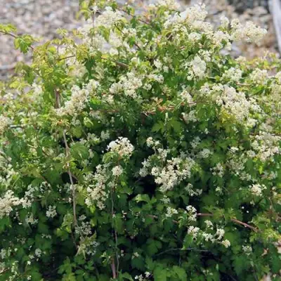 Стефанандра КРИСПА надрезаннолистная в Витебске