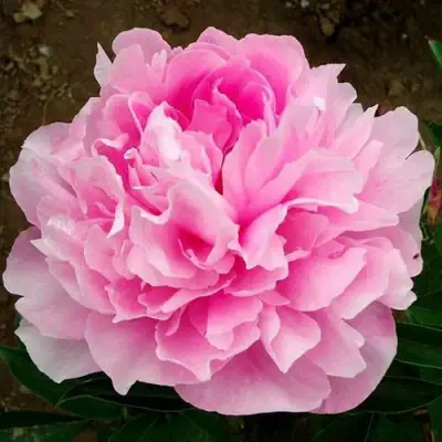 Пион ЛЕТЯЩИЙ ЖУРАВЛЬ травянистый в Витебске