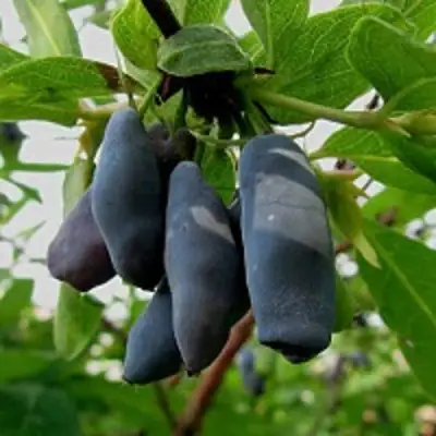 Жимолость съедобная ЧУЛЫМСКАЯ в Витебске