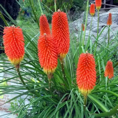 Книфофия БЕНГАЛ ФАЕР гибридная в Витебске