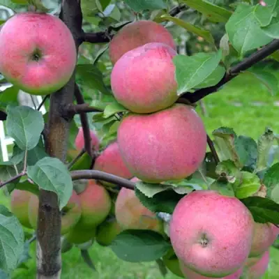 Яблоня БРЯНСКОЕ РОЗОВОЕ в Витебске